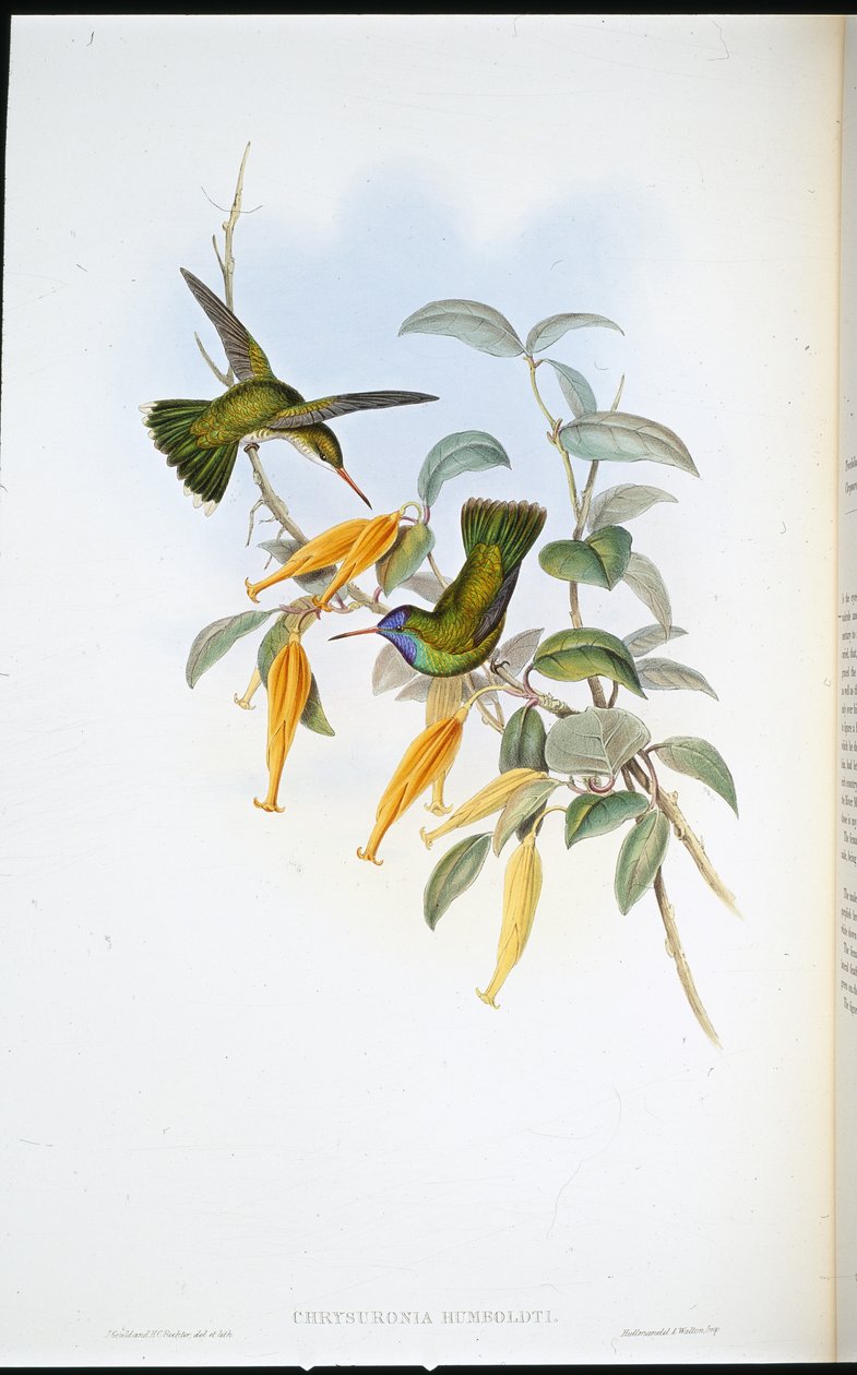 Humboldtin kolibri (Chrysuronia Humboldti) (käsinvärinen lito) tekijältä John (after) Gould