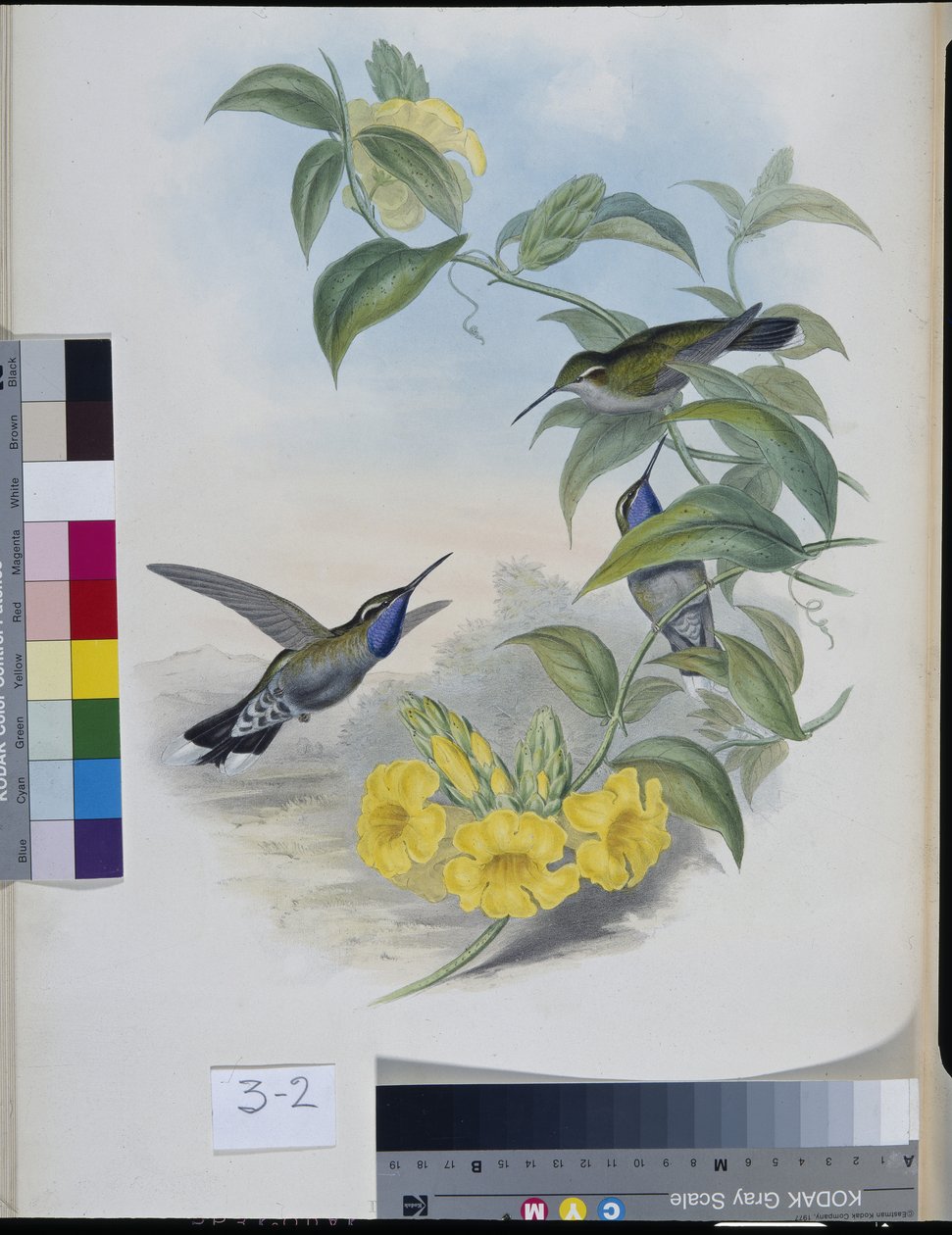 Hummingbirds (Delatria Clemenciae) (käsinvärinen lito) tekijältä John (after) Gould