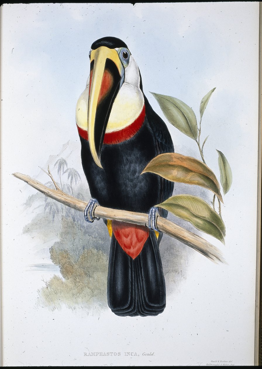 Inca Toucan (Ramphastos inica) (käsinvärinen lito) tekijältä John (after) Gould