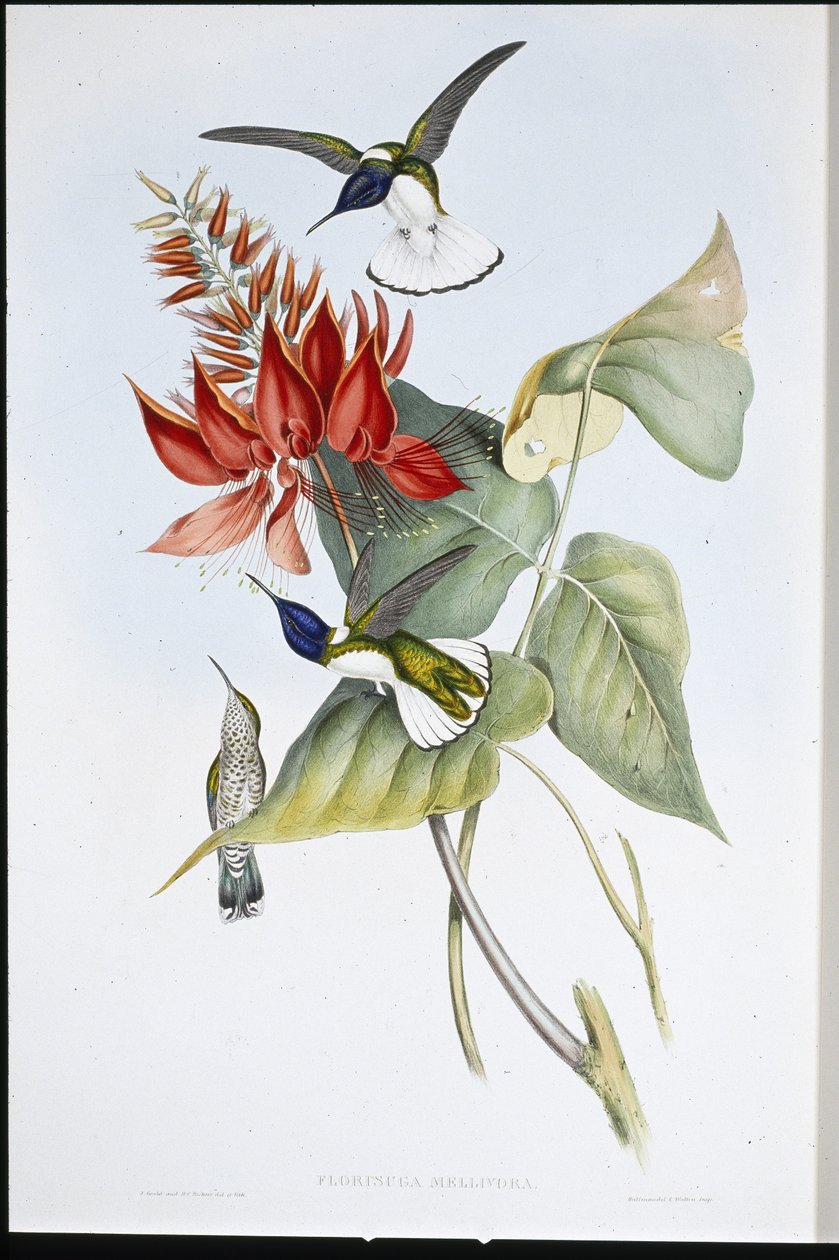 Jakobiini (Florisuga Mellivora) (käsin värjätty litografia) tekijältä John (after) Gould