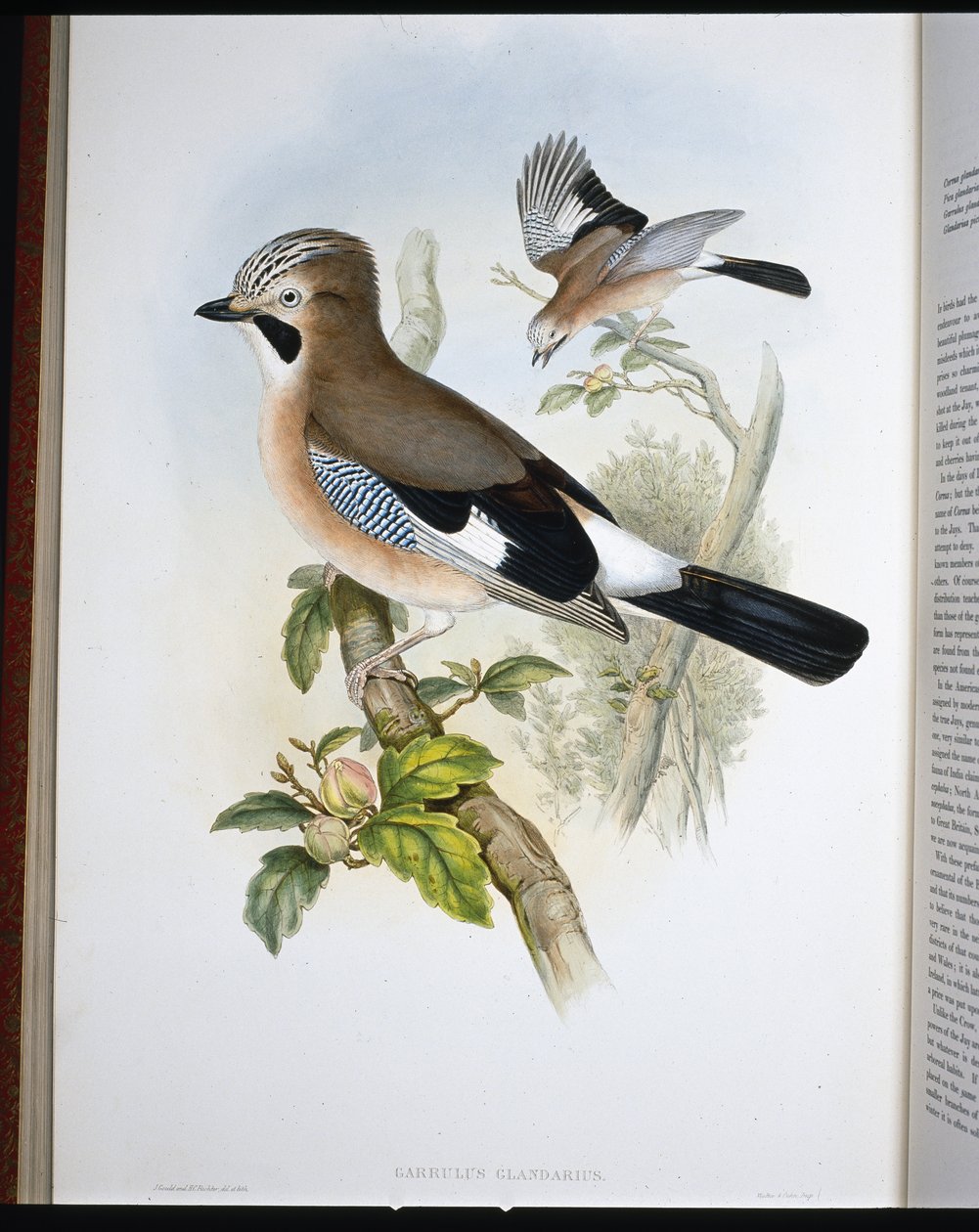 Jay (Garrulus Glandarius) (käsin värjätty litografia) tekijältä John (after) Gould