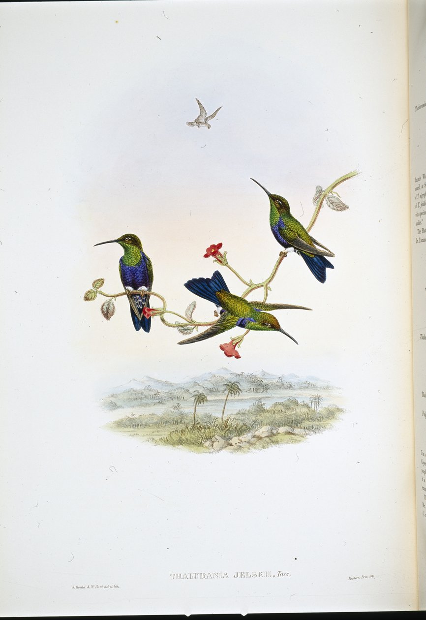 Jelskin puunymfi (Thalurania Jelskii) (käsinvärinen lito) tekijältä John (after) Gould