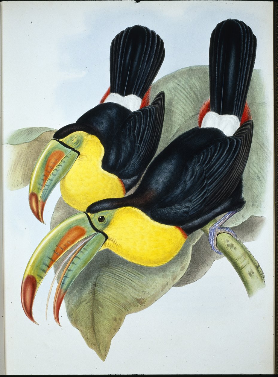 Köli-tukaani (Ramphastos Carinatus) (käsinvärinen lito) tekijältä John (after) Gould