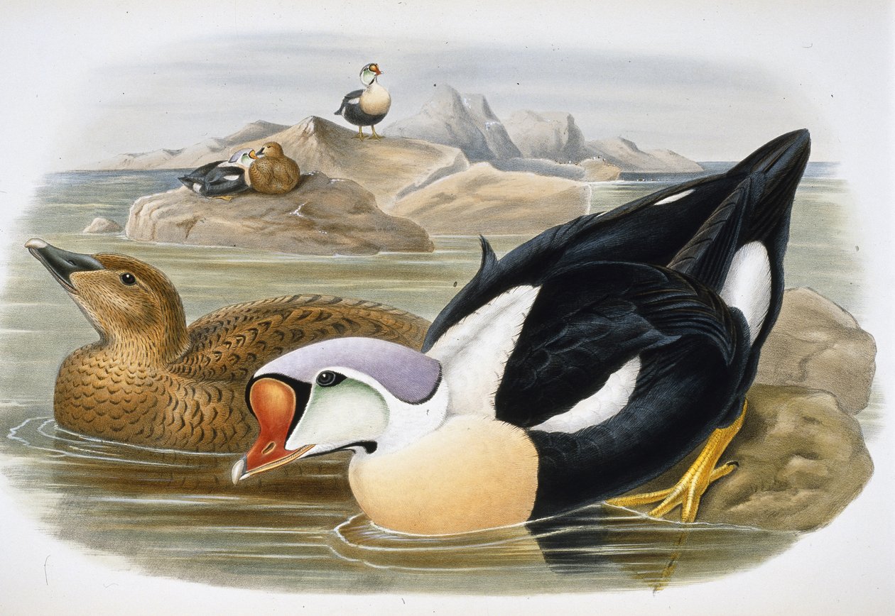 King Duck (Somateria Spectabilis) (käsinvärinen lito) tekijältä John (after) Gould