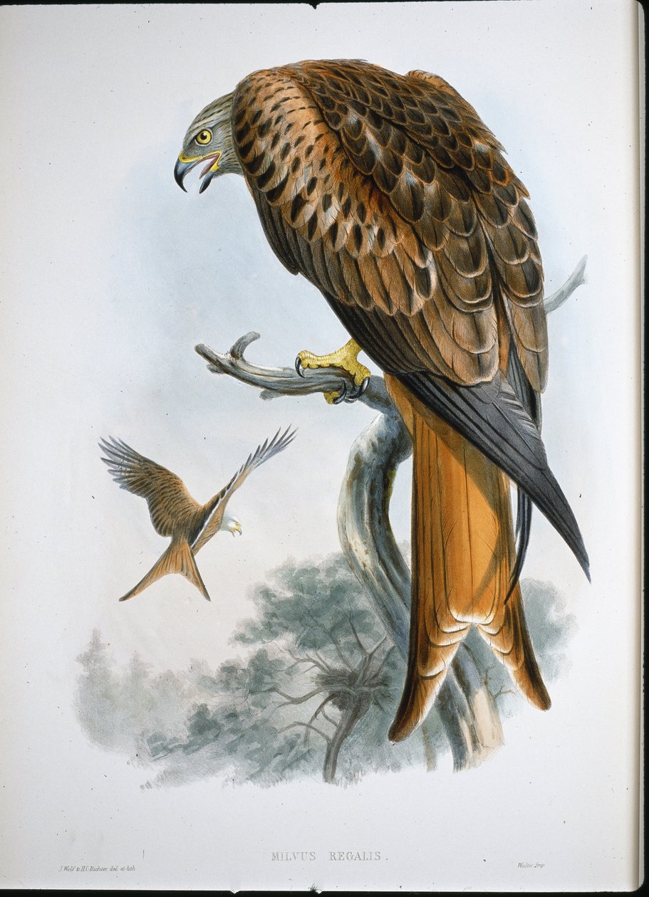 Kite of Glead (Milvus Regalis) (värillinen kaiverrus) tekijältä John (after) Gould
