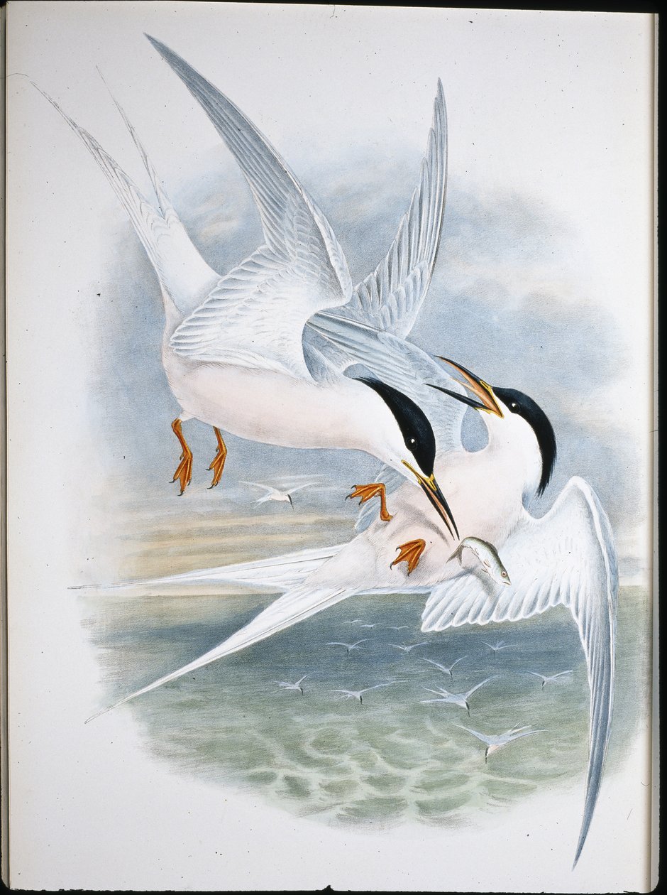 Kite of Glead (Milvus Regalis) (käsinvärinen lito) tekijältä John (after) Gould