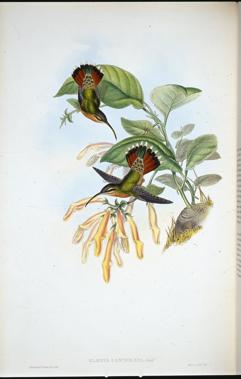 Lancelolaate erakko (Glaucis Lanceolata) (käsinvärinen lito) tekijältä John (after) Gould