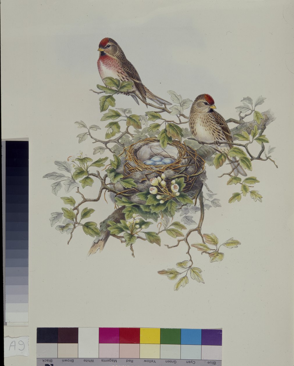 Lesser Redpoll (Aegisthus Rufescens) (käsinvärinen lito) tekijältä John (after) Gould