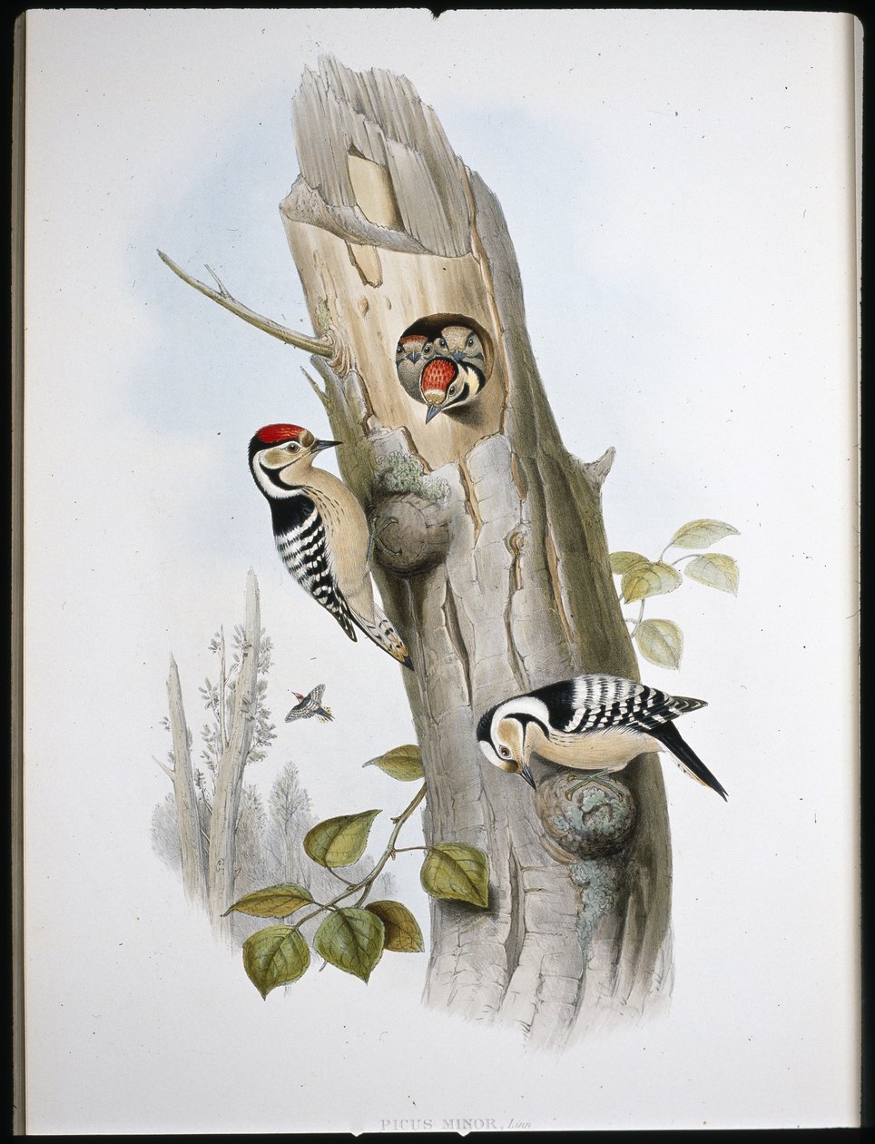 Pikkutikka (Picus Minor) (käsinvärinen lito) tekijältä John (after) Gould