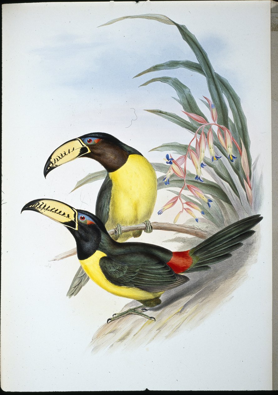 Kirjoituskirjaimilla varustettu aracari (pteroglossus inscriptus) (käsin värjätty litografia) tekijältä John (after) Gould