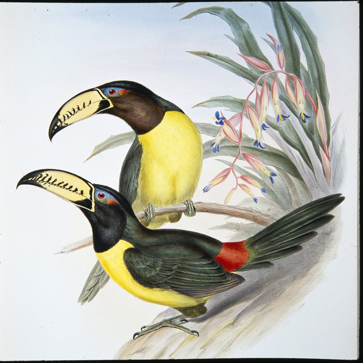 Kirjoitettu Aracari Toucan (Pteroglossus Inscriptus) (käsinvärinen lito) tekijältä John (after) Gould
