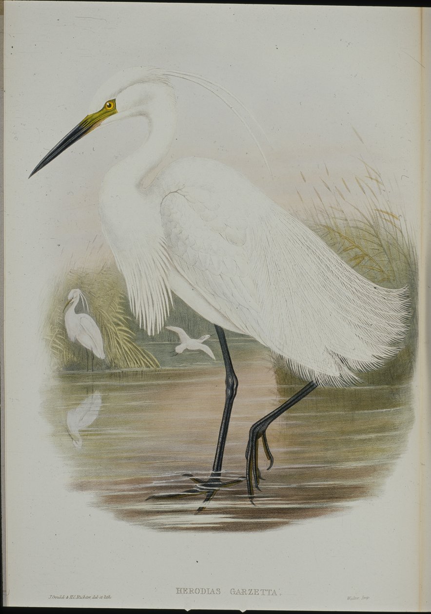 Pikkuhaikara (Egretta Garzetta) (käsinvärinen lito) tekijältä John (after) Gould