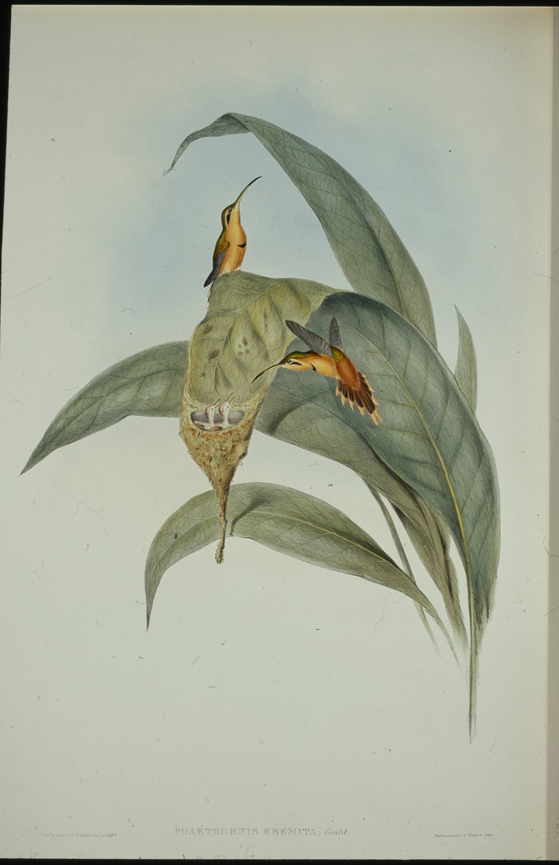 Pieni erakko (Phaethornis eremita) (käsinvärinen lito) tekijältä John (after) Gould