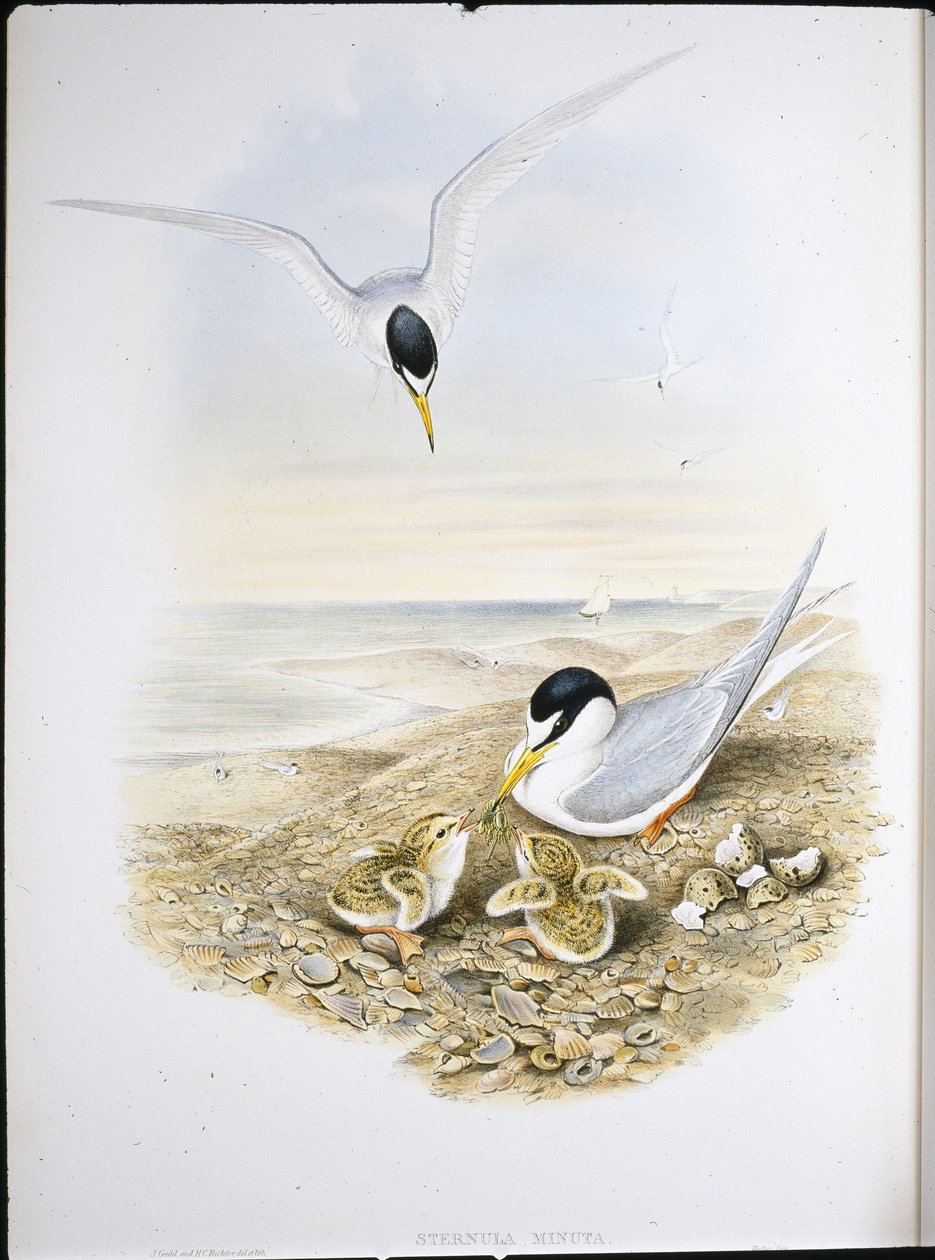 Pikkutiira (Sternula Minuta) (käsinvärinen lito) tekijältä John (after) Gould