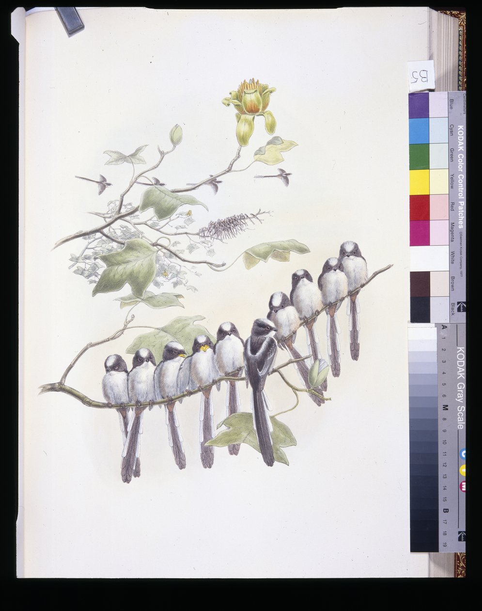 Pitkähäntätiainen (Mecistura Caudata) (käsinvärinen litho) tekijältä John (after) Gould