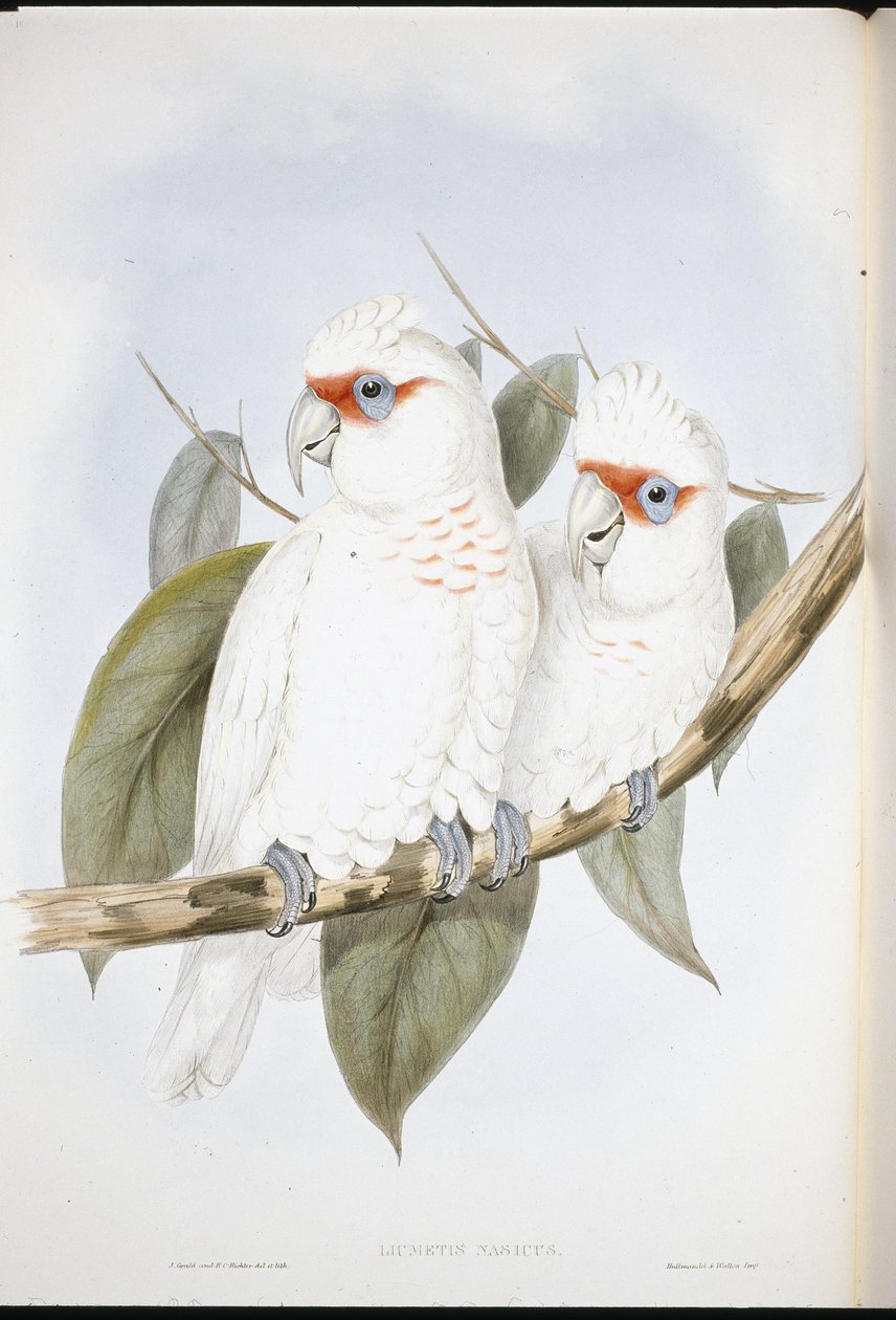 Pitkänokkakakadu (Licmetis Nasicus) (käsinvärinen lito) tekijältä John (after) Gould