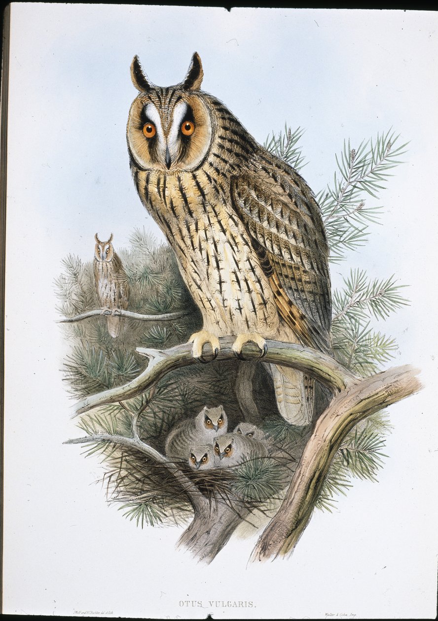 Pitkäkorvapöllö (Otus Vulgaris) (käsinvärinen lito) tekijältä John (after) Gould