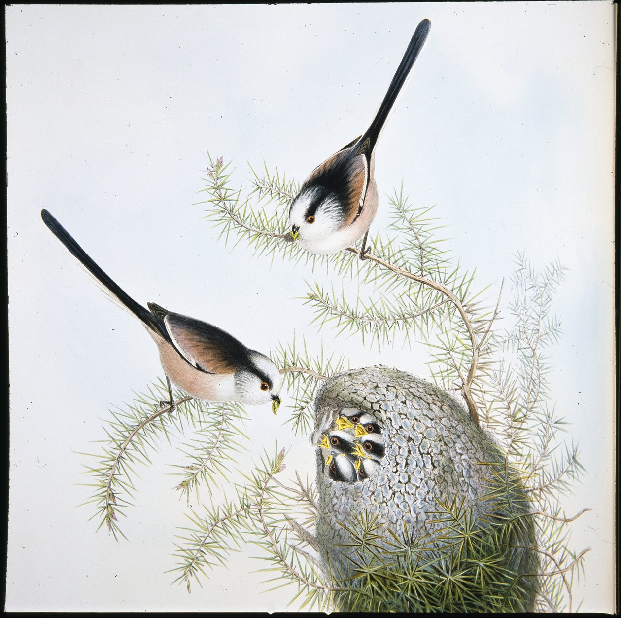 Pitkähäntätiainen (Mecistura Caudata) (käsinvärinen litho) tekijältä John (after) Gould