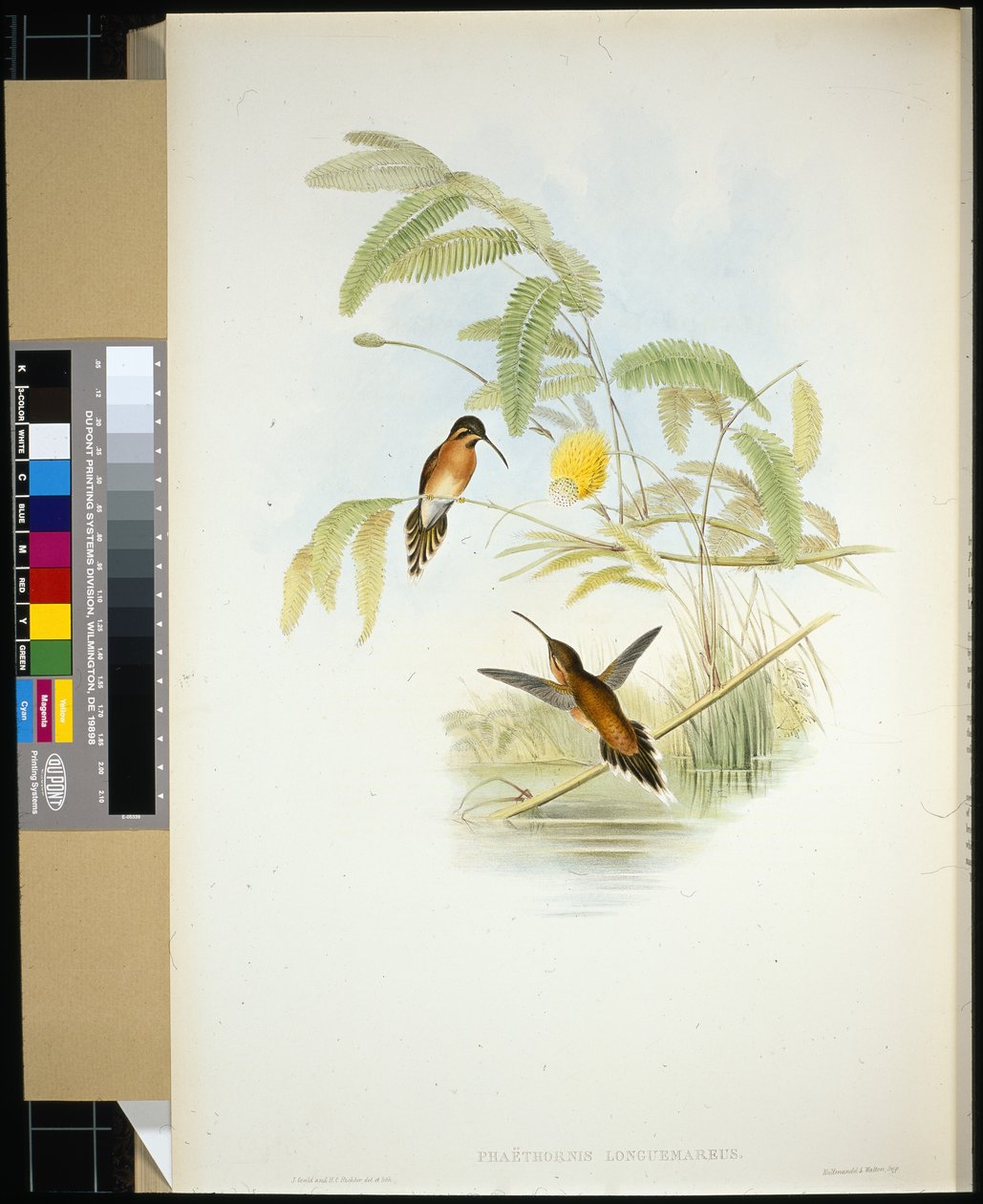 Longeumaren erakko (Phaethornis Longuemareus) (käsinvärinen lito) tekijältä John (after) Gould