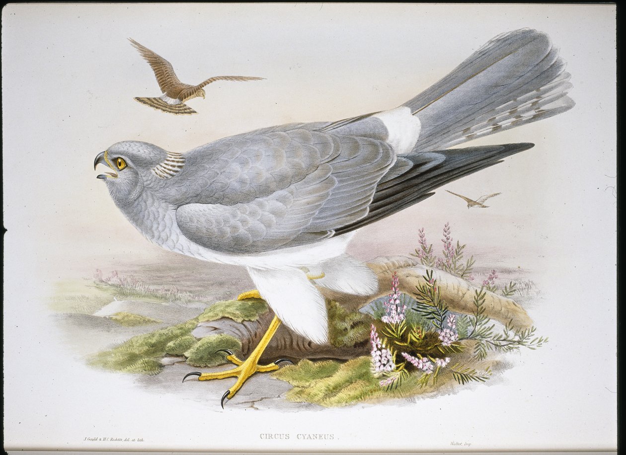 Suoharri (Circus Aeruginosus) (käsinvärinen lito) tekijältä John (after) Gould