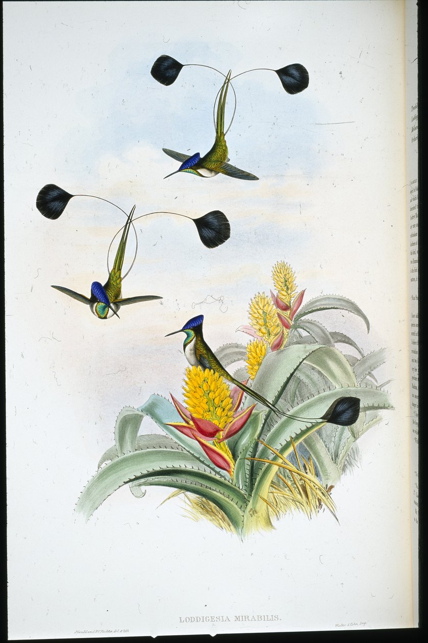 Ihmeellinen kolibri (Loddigesia Mirabilis) (käsinvärinen lito) tekijältä John (after) Gould
