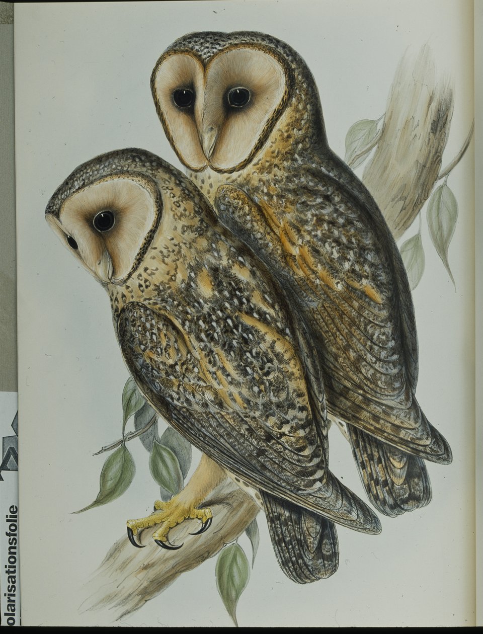 Naamioitu pöllö (Strix Personata) (käsinvärinen lito) tekijältä John (after) Gould
