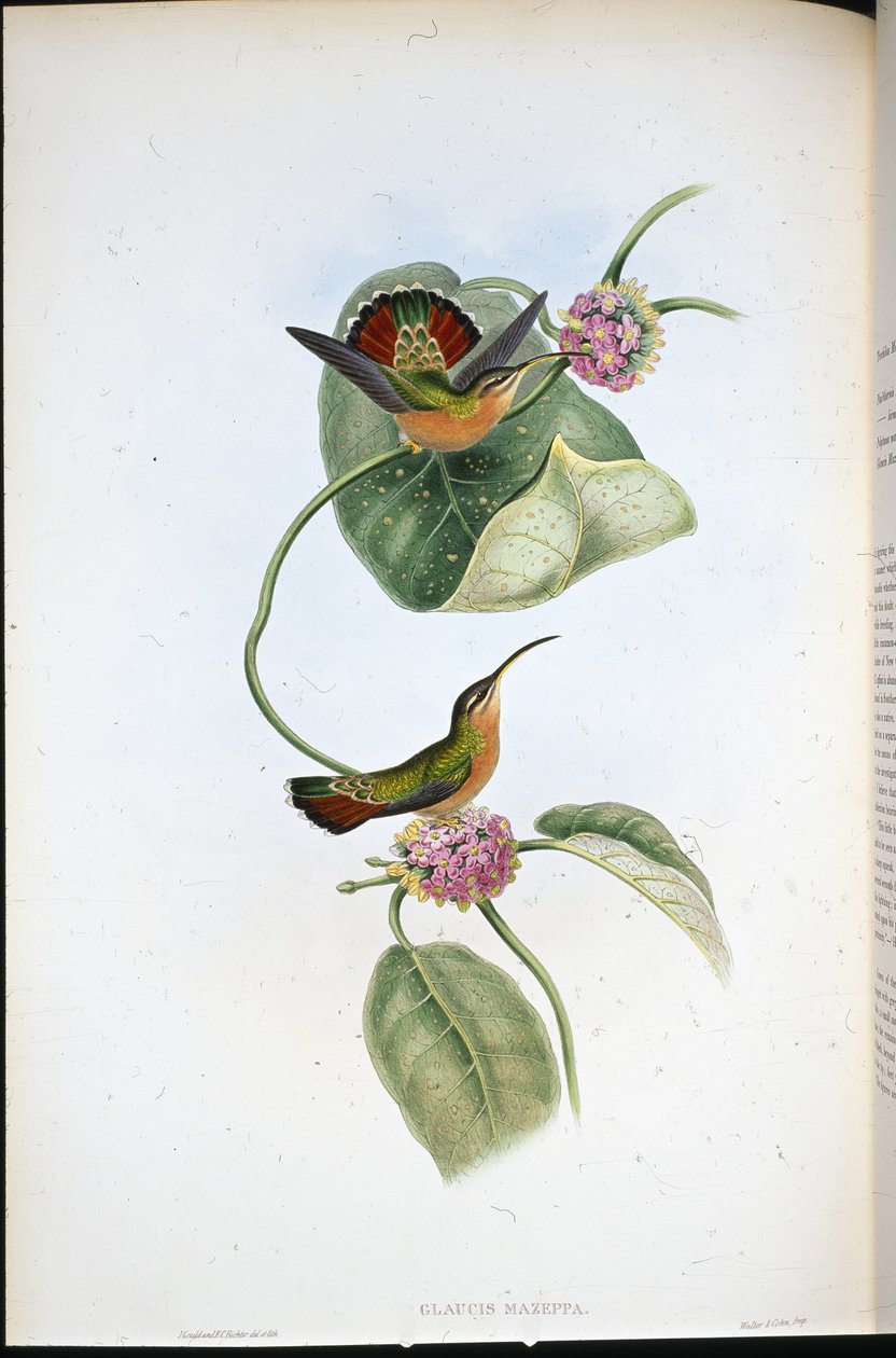 Mazeppa erakko (Glaucis Mazeppa) (käsinvärinen lito) tekijältä John (after) Gould