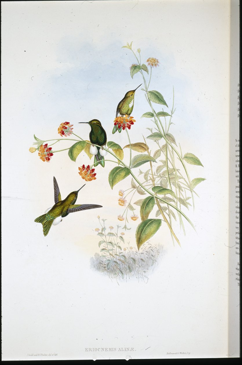 Metallinen puhvijalka (Eriocnemis Alinae) (käsinvärinen lito) tekijältä John (after) Gould