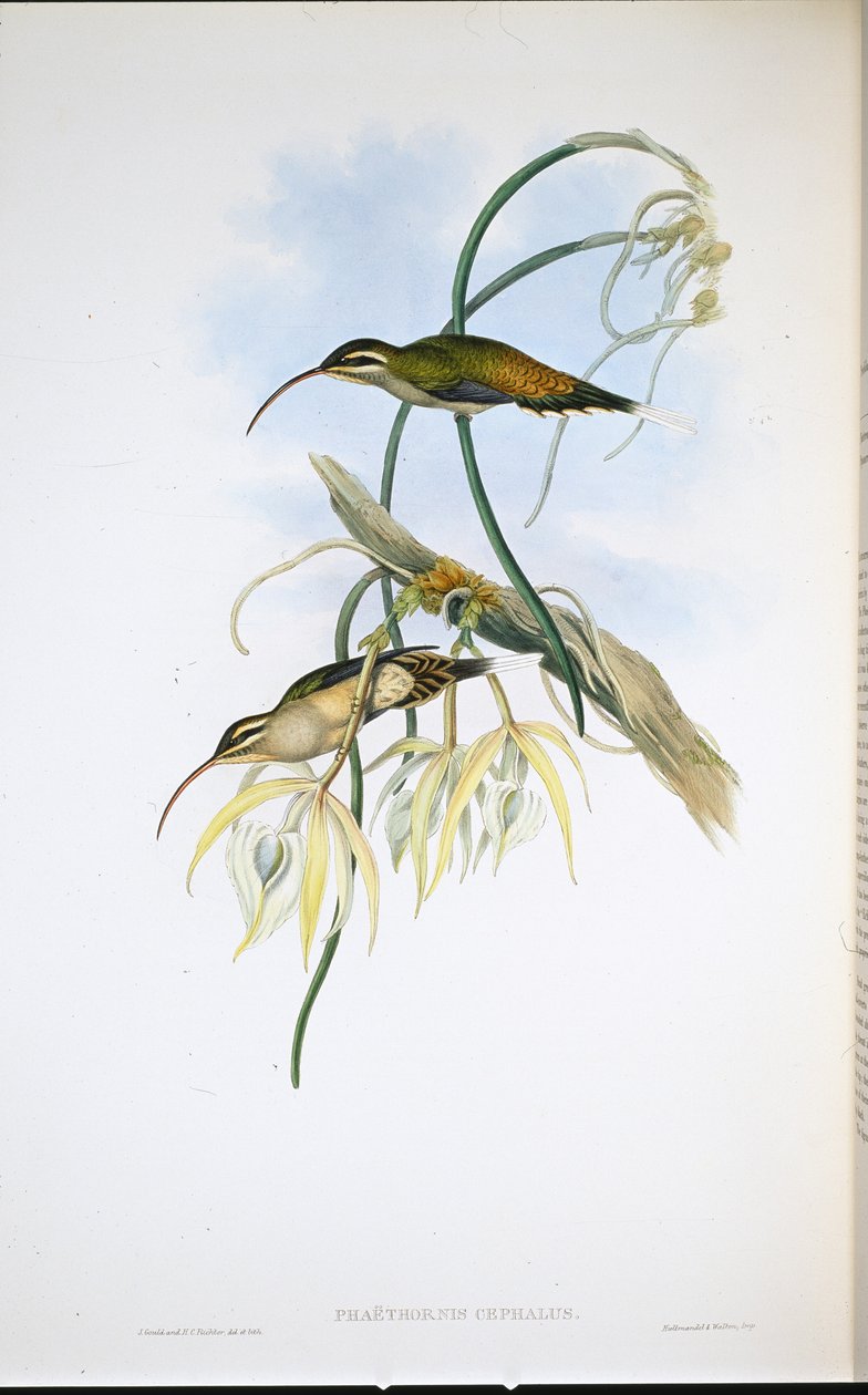 Meksikon erakko (Phaethornis Cephalus) (käsinvärinen lito) tekijältä John (after) Gould