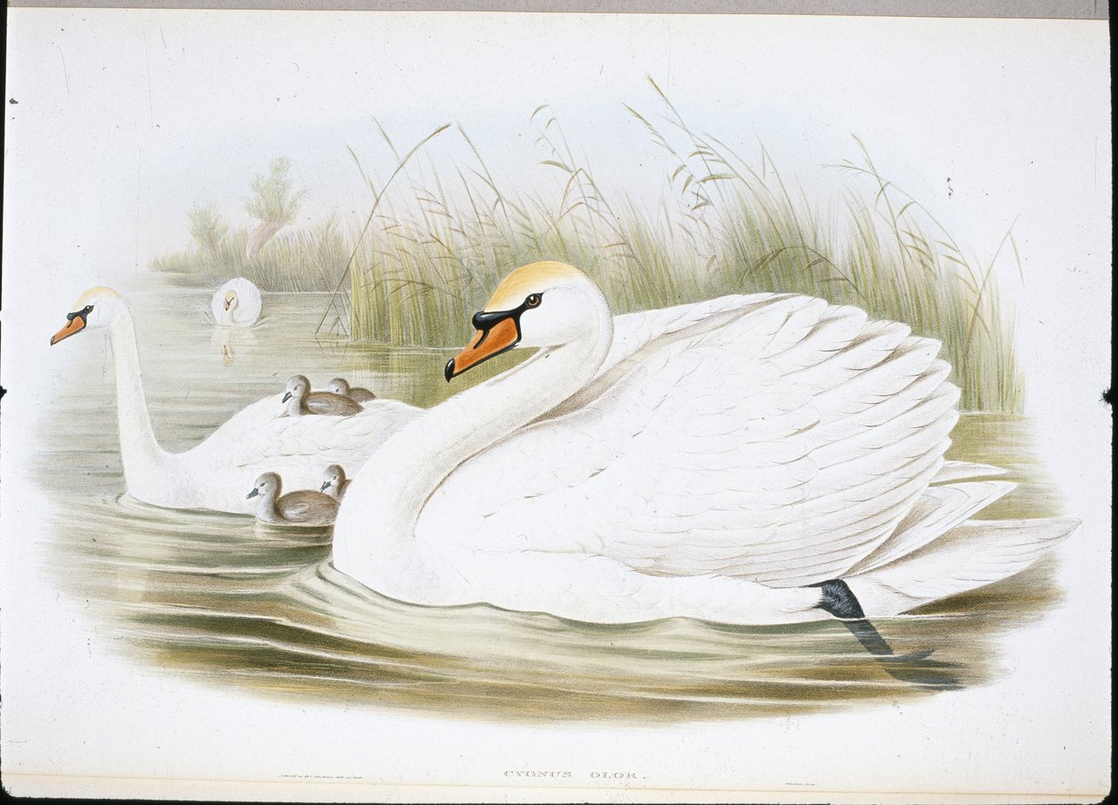 Kyhmyjoutsen (Cygnus Olor) (käsinväriset jäsenet) tekijältä John (after) Gould