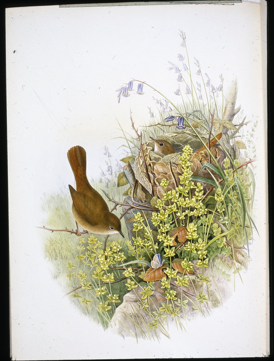 Nightingale (käsinvärinen lito) tekijältä John (after) Gould