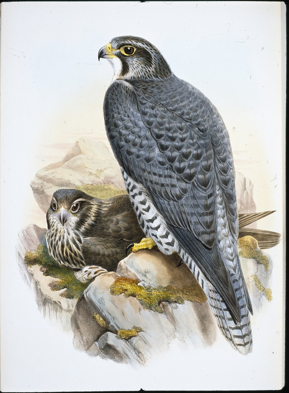 Norjalaishaukka (Falco Gyrfalco) (käsin värjätty litografia) tekijältä John (after) Gould