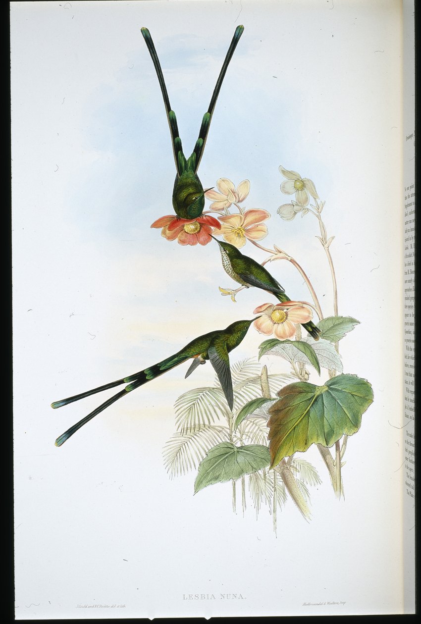 Nouna-koaliI (Lesbia Nuna) (käsinvärinen lito) tekijältä John (after) Gould