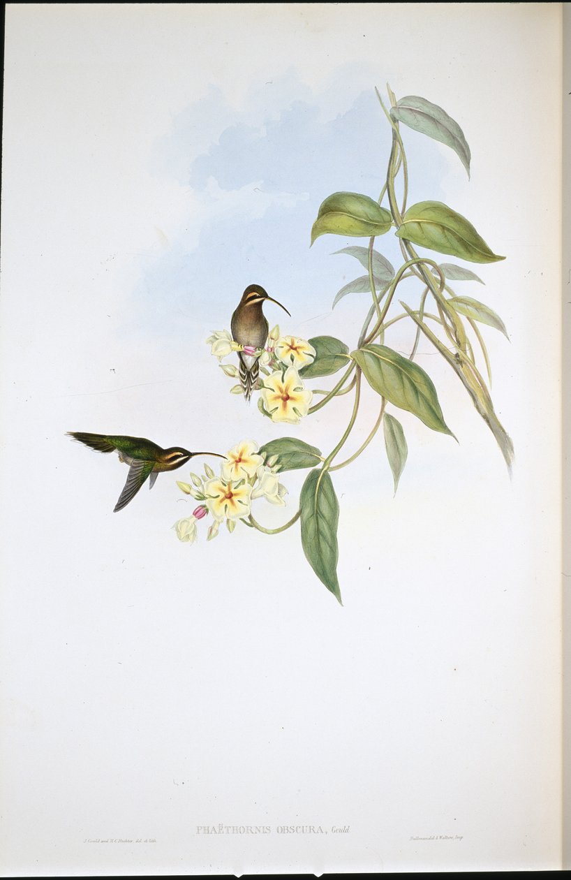 Hämärä erakko (Phaethornis Obscura) (käsinvärinen lito) tekijältä John (after) Gould