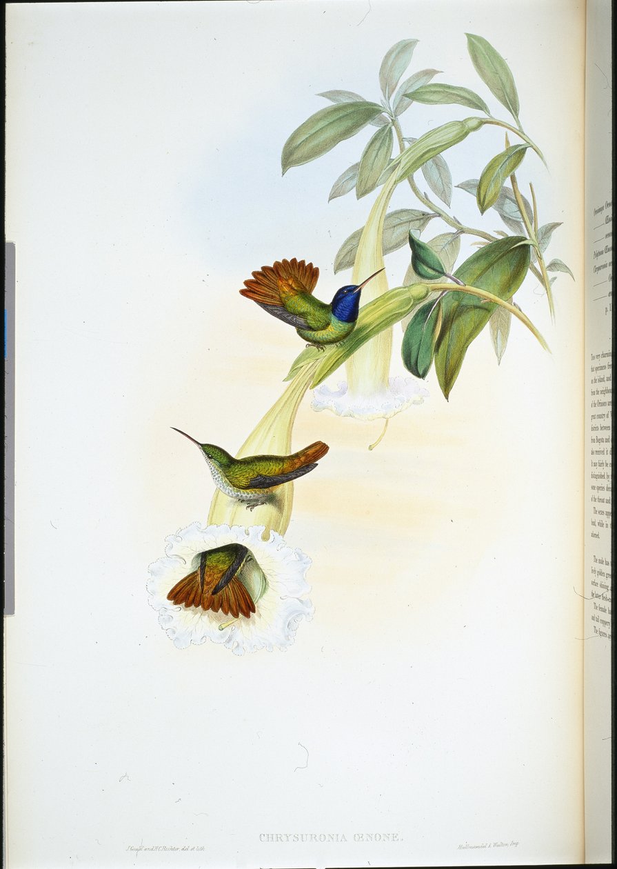 Oenone Humming-bird (Chrysuronia oenone) (käsinvärinen lito) tekijältä John (after) Gould