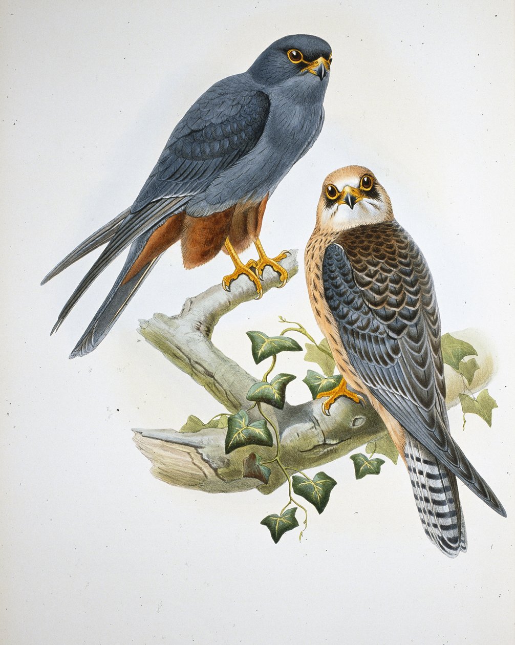 Oranssijalkainen harrastus (Erythropus Vespertinus) (käsinvärinen lito) tekijältä John (after) Gould
