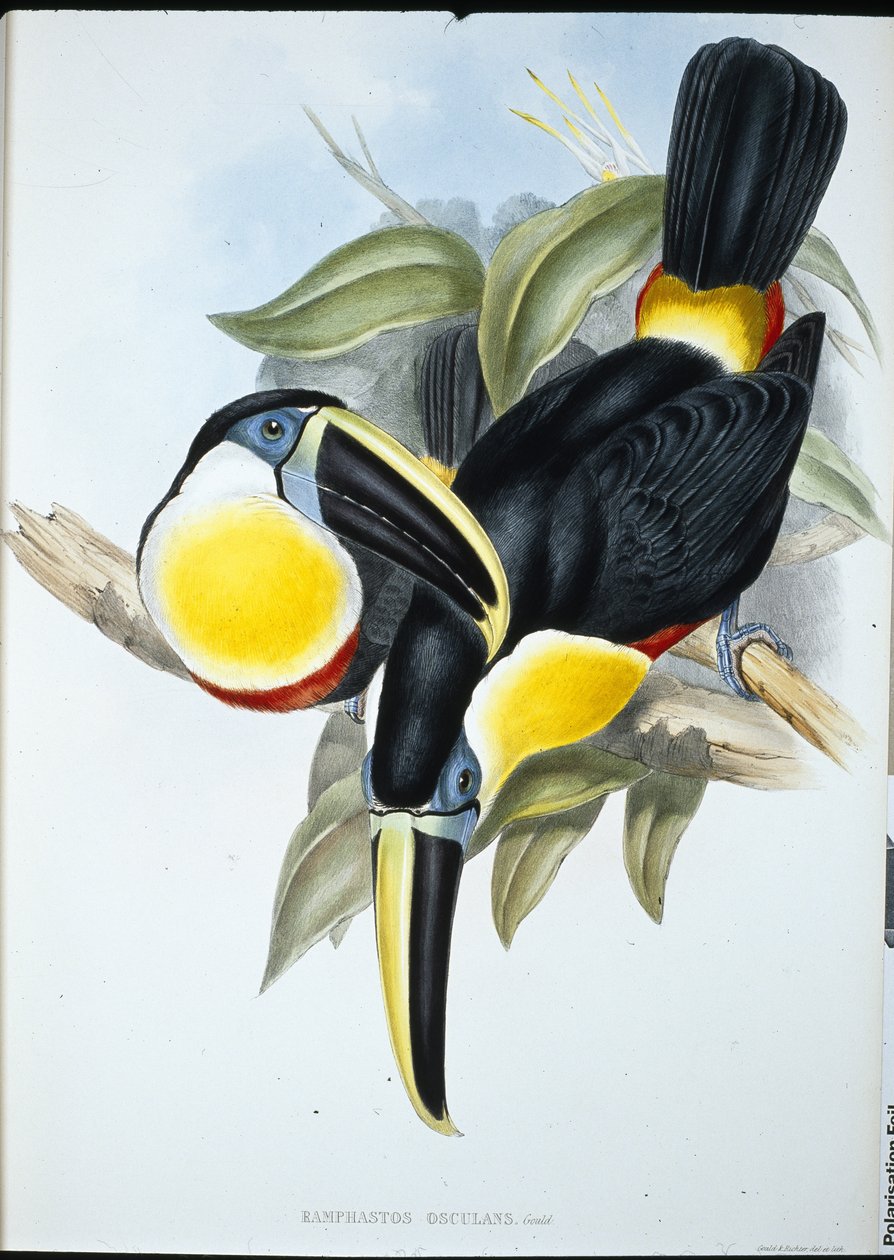 Osculant Toucan (Ramphastos Osculans) (käsinvärinen lito) tekijältä John (after) Gould