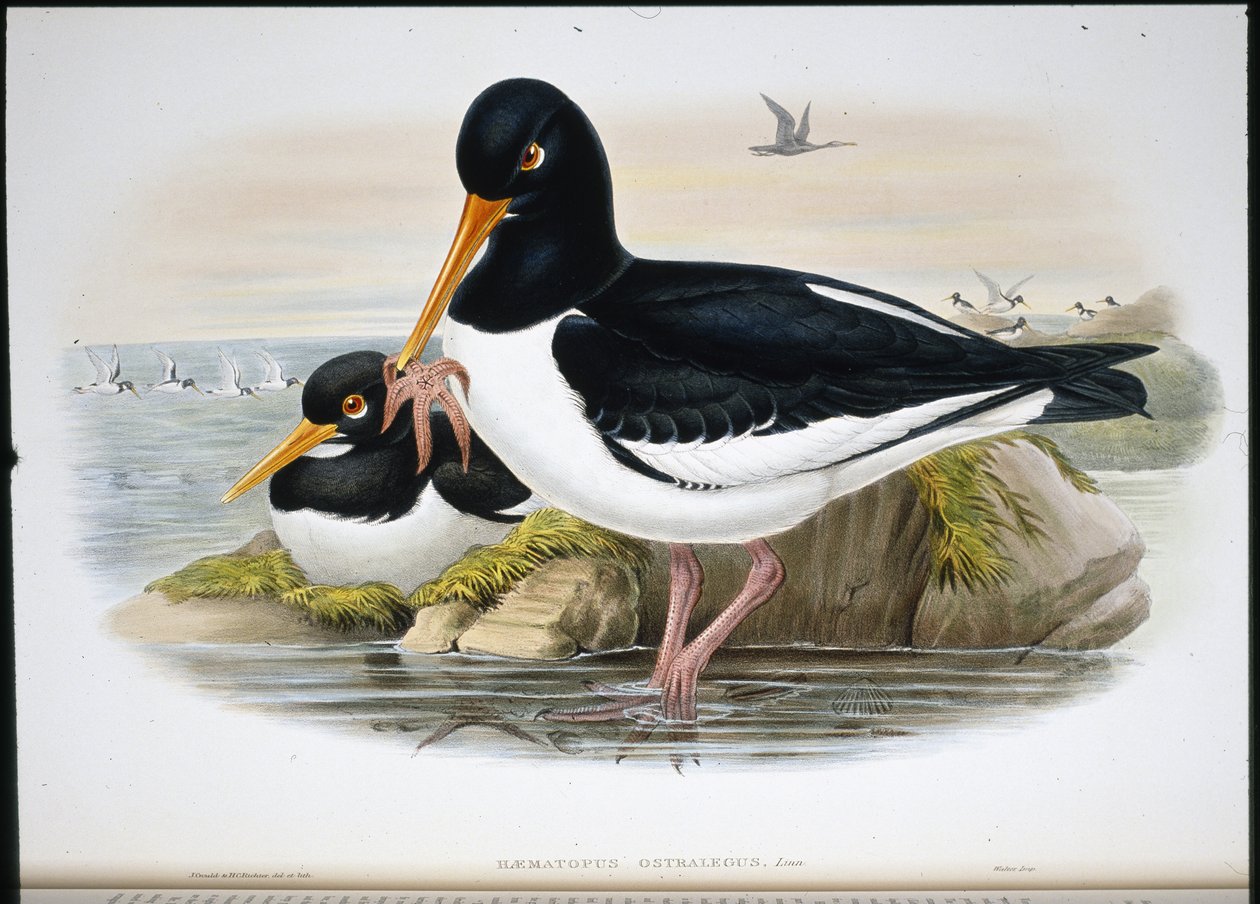 Osterisieppaaja (Heamatopus Ostralegus) (käsinvärinen lito) tekijältä John (after) Gould