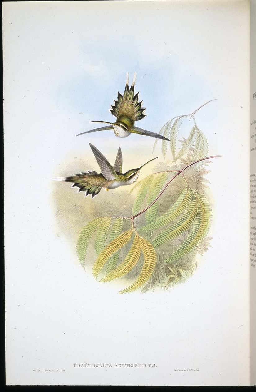 Hääeraakko (Phalethornis anthophilis) (Hand-Bured Litho) tekijältä John (after) Gould
