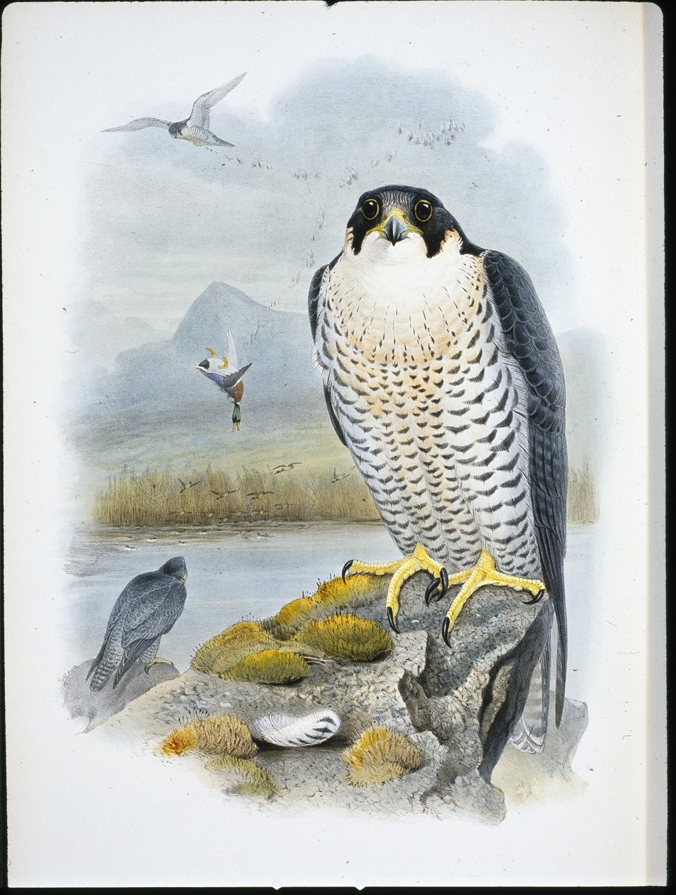 Peregrine Falcon (Falco Peregrinus) (käsinvärinen lito) tekijältä John (after) Gould