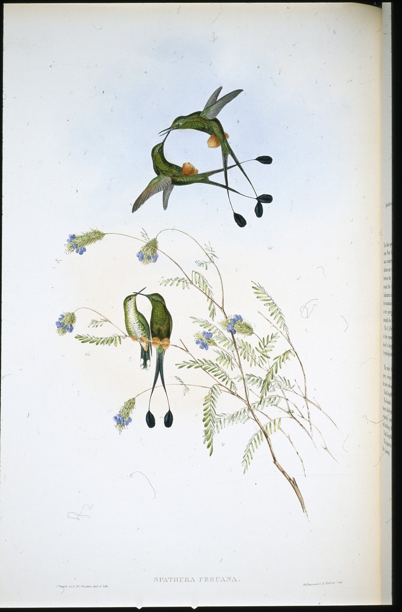 Perulainen mailapyrstö (Spathura Peruana) (käsinvärinen lito) tekijältä John (after) Gould