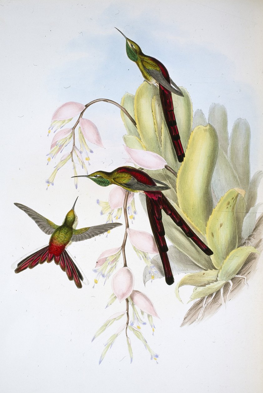 Phaon Comet (Cometes Phaon) (käsinvärinen litho) tekijältä John (after) Gould