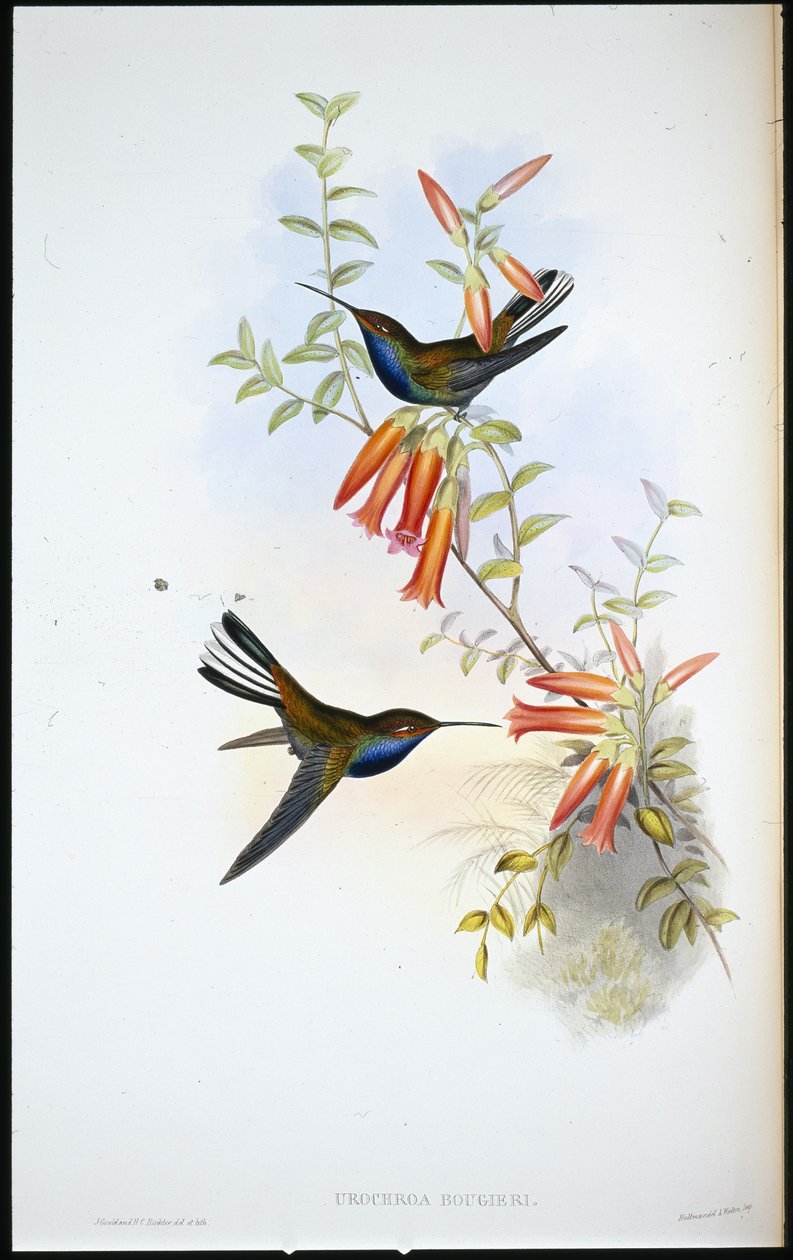 Pied-häntäkolibri (Urochroa Bougieri) (käsinvärinen lito) tekijältä John (after) Gould