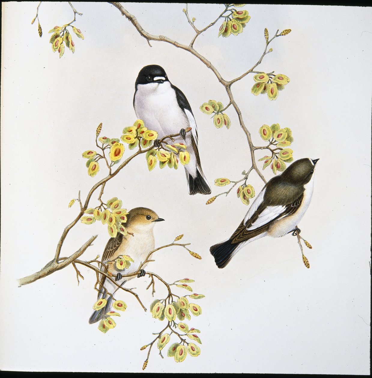 Pied-perhosieppo (Muscicapa Atricapilla) (käsinvärinen lito) tekijältä John (after) Gould