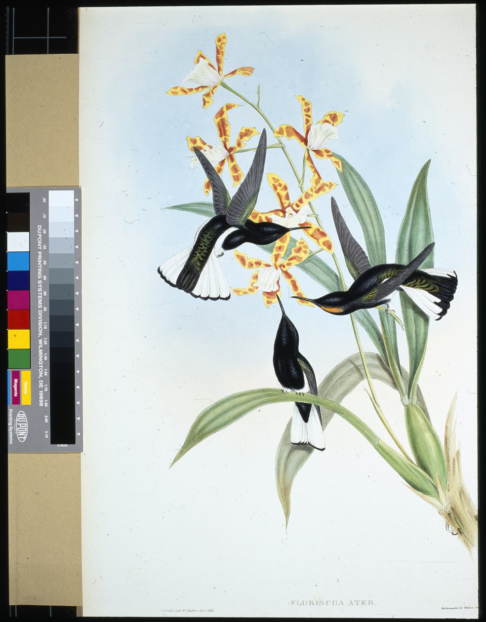 Pied Jacobin (florisuga ater) (käsinvärinen lito) tekijältä John (after) Gould