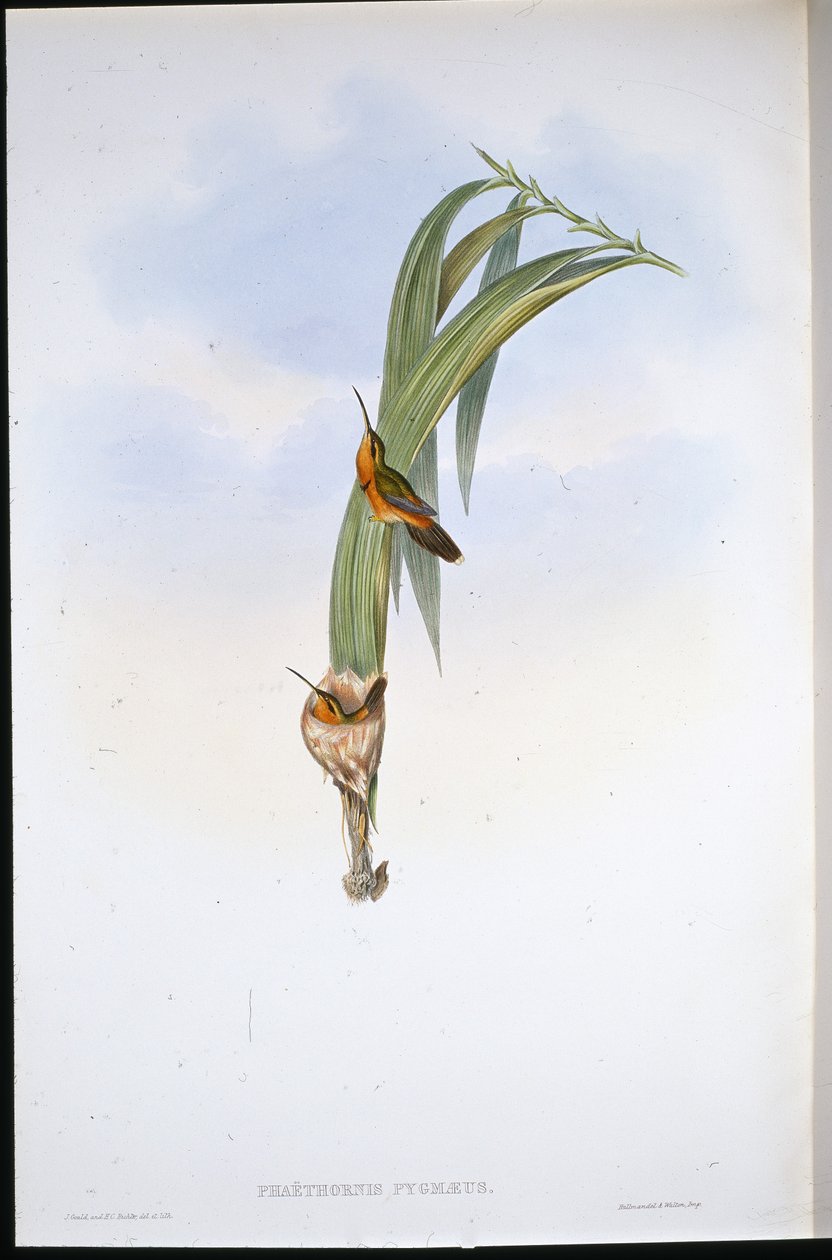 Kääpiösirri (Phaethornis Pygmaeus) (käsin värjätty litografia) tekijältä John (after) Gould