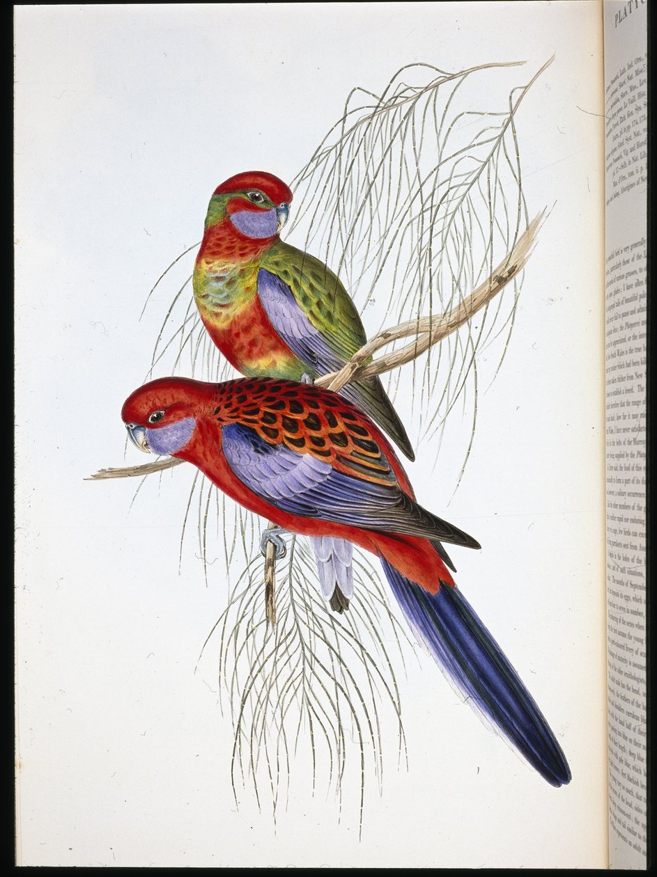 Platycercus pennantii (käsinvärinen lito) tekijältä John (after) Gould
