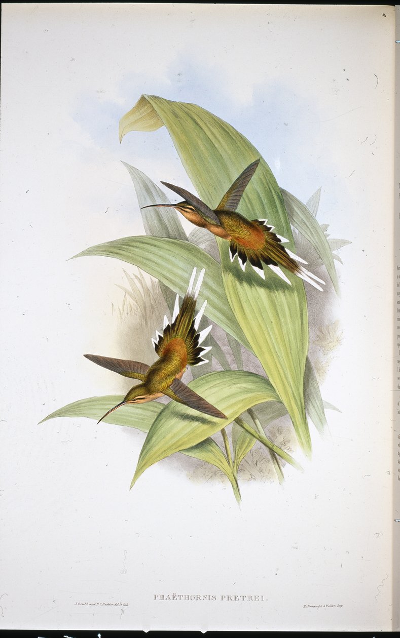 Pretren erakko (Phaethornis Pretrei) (käsinvärinen lito) tekijältä John (after) Gould