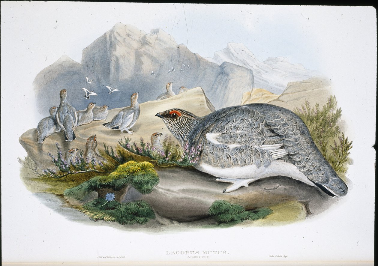 Ptarmigan (Autumn Plumage) (Lagopus Mutus) (käsinvärinen lito) tekijältä John (after) Gould
