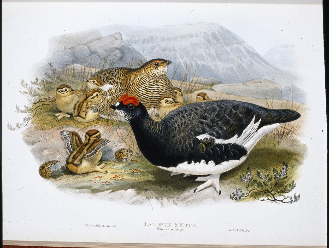 Ptarmigan (Summer Plumage) (Lagopus Mutus) (käsin värjätty valokuva) tekijältä John (after) Gould